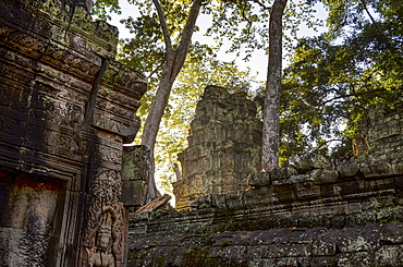 Ankor Wat, a 12th century historic Khmer temple and UNESCO world heritage site. Arches and carved stone with large roots spreading across the stonework, Angkor Wat, Cambodia