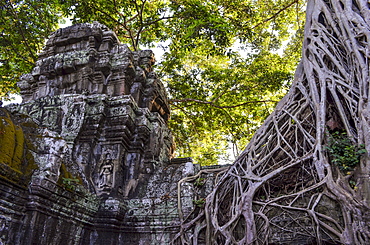 Ankor Wat, a 12th century historic Khmer temple and UNESCO world heritage site. Arches and carved stone with large roots spreading across the stonework, Angkor Wat, Cambodia