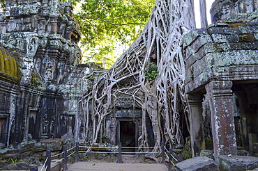 Ankor Wat, a 12th century historic Khmer temple and UNESCO world heritage site. Arches and carved stone with large roots spreading across the stonework, Angkor Wat, Cambodia