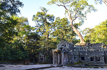 Ankor Wat, a 12th century historic Khmer temple and UNESCO world heritage site. Arches and carved stone with large roots spreading across the stonework, Angkor Wat, Cambodia