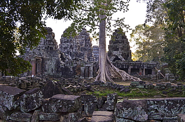 Ankor Wat, a 12th century historic Khmer temple and UNESCO world heritage site. Arches and carved stone with large roots spreading across the stonework, Angkor Wat, Cambodia