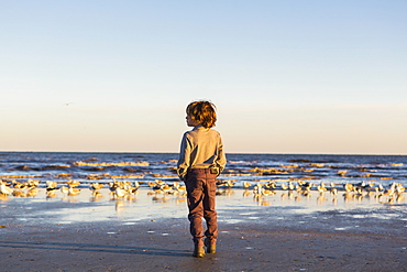 A boy walking on a beach hands in pockets, flock of seagulls on the sand, St Simon's Island, Georgia, United States