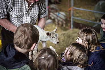 Children and new-born lambs in a lambing shed, Wimborne, Dorset, England