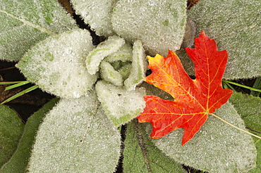 A maple leaf in autumnal colour, resting on the leaves of lamb's ears, Wasatch Mountains, Utah, USA