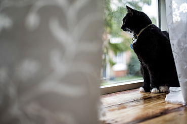 Close up of black cat sitting on window sill behind white curtain, looking through window, United Kingdom