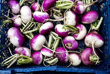 High angle close up of a crate with freshly picked white and purple turnips, United Kingdom