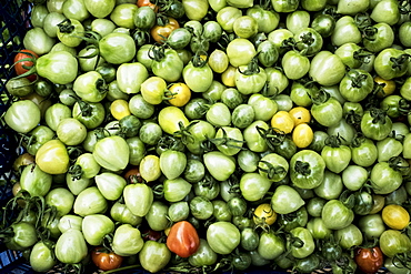 High angle close up of a crate with freshly picked green, yellow and red tomatoes, United Kingdom