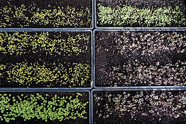 High angle close up of crates with a selection of freshly planted seedlings, Oxfordshire, United Kingdom