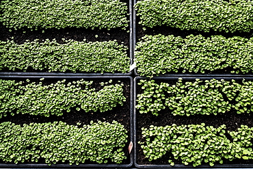 High angle close up of crates with a selection of freshly planted seedlings, Oxfordshire, United Kingdom