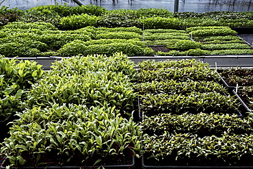 High angle close up of crates with a selection of freshly planted seedlings, Oxfordshire, United Kingdom