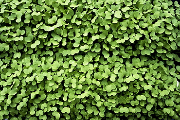 High angle close up of fresh green garden cress, Oxfordshire, United Kingdom