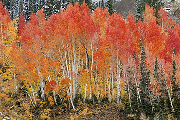 Maple and aspen trees in full autumn foliage in woodland, Wasatch Mountains, Utah, USA