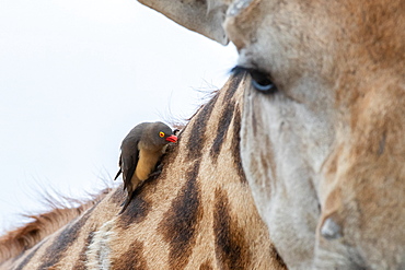 A red-billed oxpecker, Buphagus erythrorhynchus, sits on the neck of a giraffe, Giraffa camelopardalis giraffa, Sabi Sands, Greater Kruger National Park, South Africa