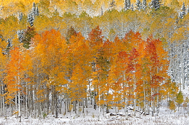 Maple and aspen trees in full autumn foliage in woodland, Wasatch Mountains, Utah, USA