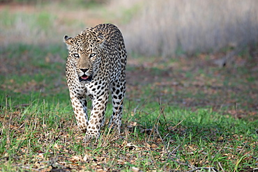 A male leopard, Panthera pardus, walks toward camera, direct gaze, mouth open, Londolozi Game Reserve, Greater Kruger National Park, South Africa