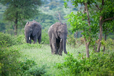 Two African elephant, Loxodonta africana, walk through green vegetation, looking out of frame, Londolozi Game Reserve, Greater Kruger National Park, South Africa