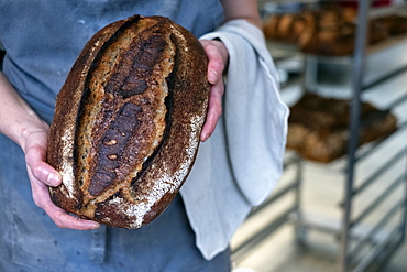 High angle close up of person holding freshly baked loaf of bread in an artisan bakery.