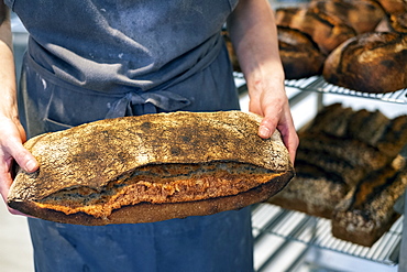 High angle close up of person holding freshly baked loaf of bread in an artisan bakery.