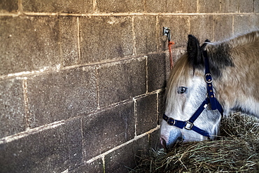 White Cob horse standing in stable, eating hay, Berkshire, United Kingdom