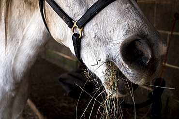 Close up of white Cob horse eating hay, Berkshire, United Kingdom