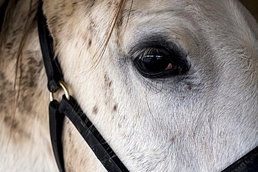 Close up of head of white Cob horse, Berkshire, United Kingdom