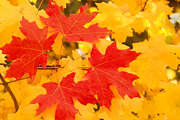 Vivid coloured maple leaves in autumn, Wasatch Mountains, Utah, USA