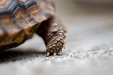 A close up of a tortoises foot, Stigmochelys pardalis, Londolozi Game Reserve, Sabi Sands, South Africa