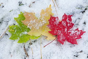 Vivid coloured maple leaves lying on snow, Wasatch Mountains, Utah, USA