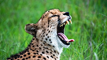 The head of a cheetah, Acinonyx jubatus jubatus, as it yawns, teeth and tongue showing, eyes closed, Londolozi Game Reserve, Sabi Sands, South Africa