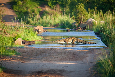 A nile crocodile, Crocodylus niloticus, as it walks across a river on a causeway, Londolozi Game Reserve, Sabi Sands, South Africa