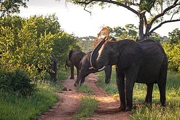 An African elephant, Loxodonta africana, throws dust onto its back using its trunk, Londolozi Game Reserve, Sabi Sands, South Africa