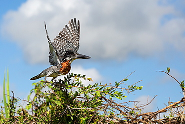 A giant kingfisher, Megaceryle maxima, takes off into flight from a bush, wings spread, Londolozi Game Reserve, Sabi Sands, South Africa