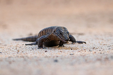 A giant plated lizard, Gerrhosaurus validus, walks on sand, eating insect, Londolozi Game Reserve, Sabi Sands, South Africa