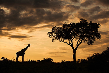 A silhouette of a giraffe, Giraffa camelopardalis giraffa, by a single tree against an orange sunset, Londolozi Game Reserve, Sabi Sands, South Africa