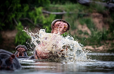 A hippo, Hippopotamus amphibius, raises its head out of the water and opens its mouth, splashing, Londolozi Game Reserve, Sabi Sands, South Africa