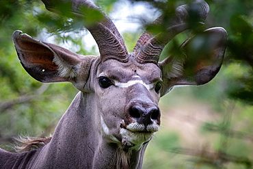 The head of a kudu, Tragelaphus strepsiceros, direct gaze, ears forward, Londolozi Game Reserve, Sabi Sands, South Africa