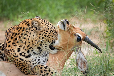 A leopard, Panthera pardus, bites an impala around the neck, Aepyceros melampus, Londolozi Game Reserve, Sabi Sands, South Africa