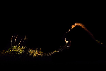 A lion, Panthera leo, backlit in the dark with a spotlight, lit up mane, Londolozi Game Reserve, Sabi Sands, South Africa