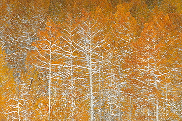 Snow on autumn on the foliage and branches of aspen trees in a national forest, Uinta Mountains, Utah, USA