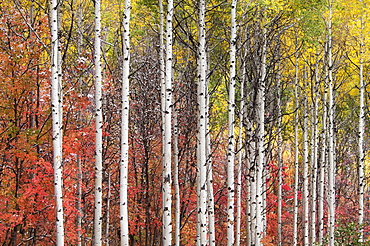 Aspen and maple trees in the fall, Wasatch Mountains, Utah, USA