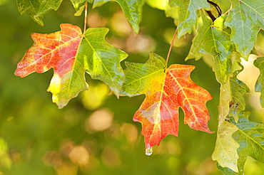 Vivid red and orange maple leaves in autumn, Wasatch Mountains, Utah, USA