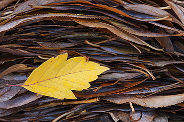 A single leaf on top of a pile of leaves in autumn, Wasatch Mountains, Utah, USA