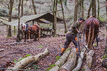 Logger and two work horses in a camp in a forest, Devon, United Kingdom