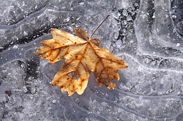 A maple leaf in autumn colours on ice, Wasatch Mountains, Utah, USA