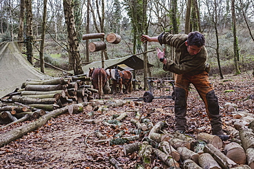 Logger working in a camp in a forest, throwing logs of wood onto heap, Devon, United Kingdom