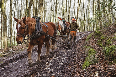 Logger driving work horse pulling a log forest, Devon, United Kingdom