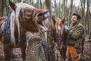 Logger standing in a forest camp with two of his work horses, laughing while one horse is neighing, Devon, United Kingdom