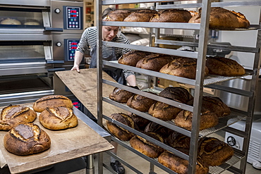 Artisan bakery making special sourdough bread, racks of baked bread with dark crusts