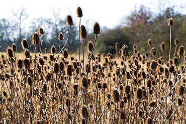 Close up of field of tall wild grasses