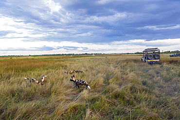 African wild dogs, Lycaon pictus in long grass, Moremi Game Reserve, Botswana